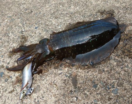 今年はアオリイカが多いのか少ないのか